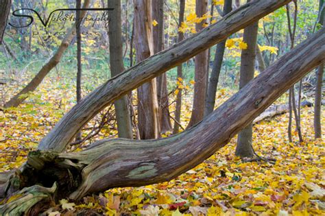 Glorious Colours Of Fall Steven Vandervelde Photography