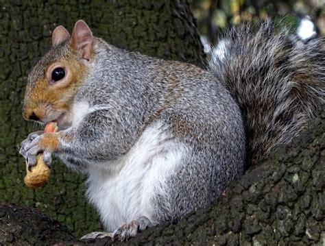 Squirrel Eating A Nut Free Stock Photo Public Domain Pictures