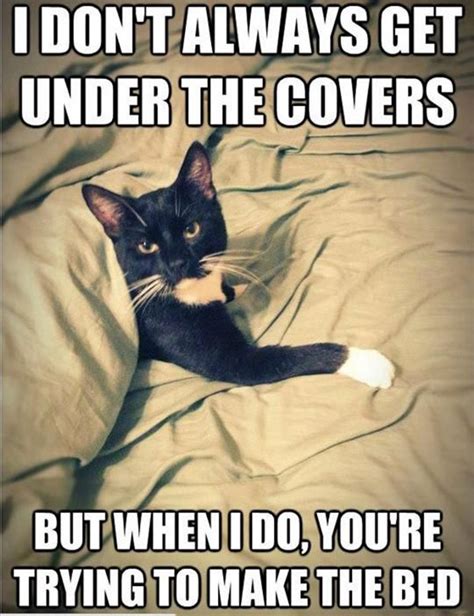 37 Things Only Cat Owners Will Understand