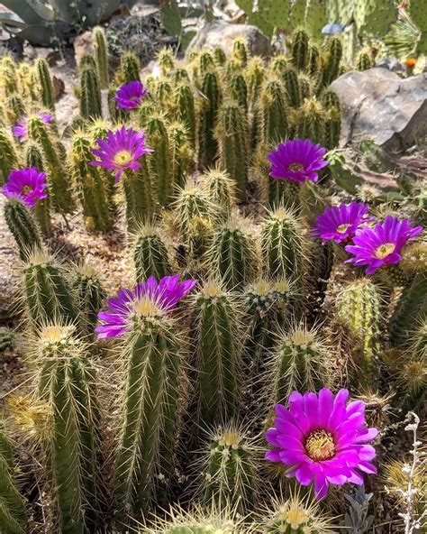 Sint Tico Foto Cactus Del Desierto Con Flores Cena Hermosa