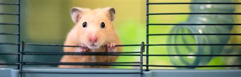 Syrian Hamster The Ideal Pet My Pet Needs That