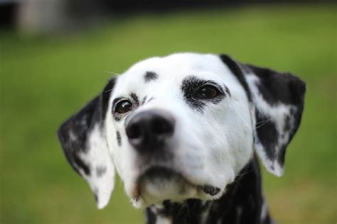 Dalmatian Dog Animal Free Photo On Pixabay