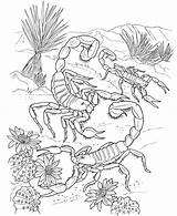 Desert Ecosystem Drawing Coloring Pages Getdrawings Plants sketch template