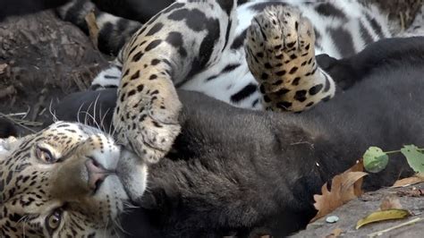 Too Cute Jaguar Cubs Playing With Mom And With Each Other Youtube