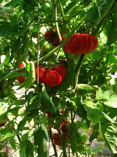 25 Italian Heirloom Pomodoro Costoluto Genovese Tomato Seeds