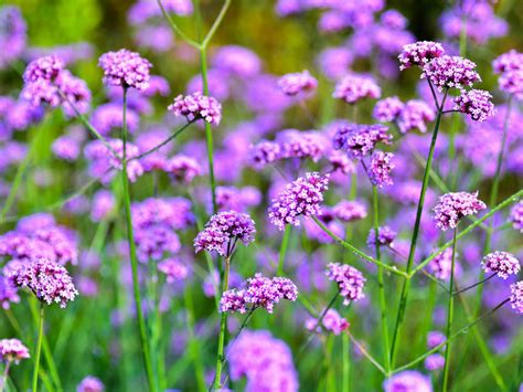 A round rock garden plant profiles: 17 Annual Flowers for Year-Round Color | HGTV