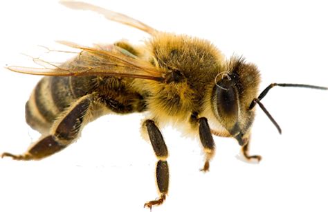 Yellow Honey Bee Png Transparent Image Png Mart