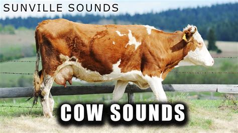 Cow Sounds Animal Sounds With Peter Baeten Youtube