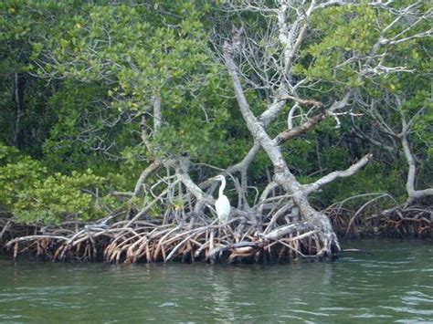 Ecology Of Everglades National Park Us Geological Survey
