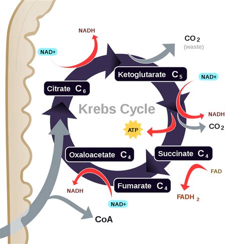 What Are The Inputs And Outputs Of The Krebs Cycle