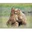 One Grizzly Bear Hugs Another In An Open Grassland  Shetzers Photography