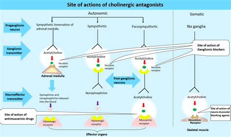 Cholinergic Antagonists