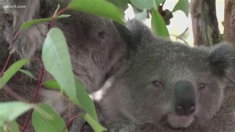 Koalas Are At Risk Of Becoming Extinct In Australia Youtube