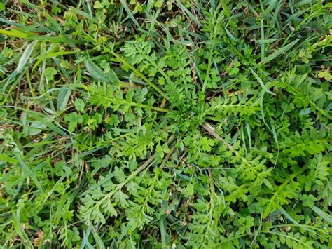 A Guide To The Top Most Common Lawn Weeds Myhometurf