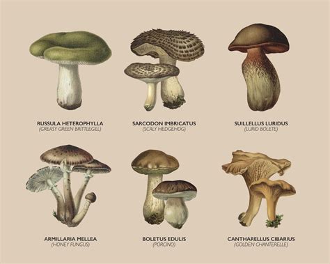 Mushroom Guide Poster Mushroom Types Print Fungi Print Etsy
