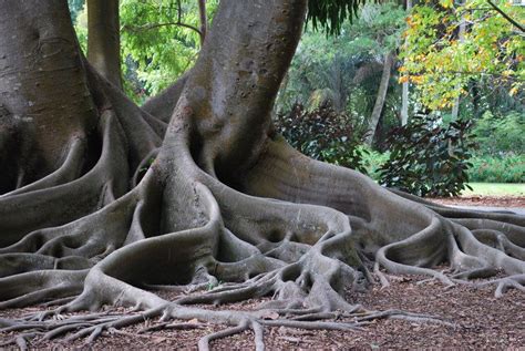 From Mistyorchid An Interesting Tree From The Maria Selby Gardens In