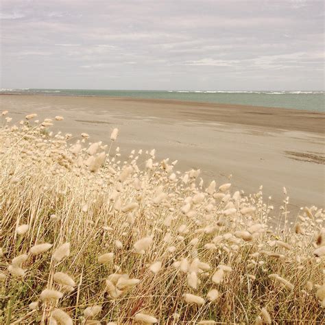 Seaside Grass Photograph By Les Cunliffe Fine Art America