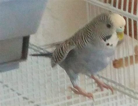 My Budgie Doesnt Do Anything Is That Normal Feathered Buddies