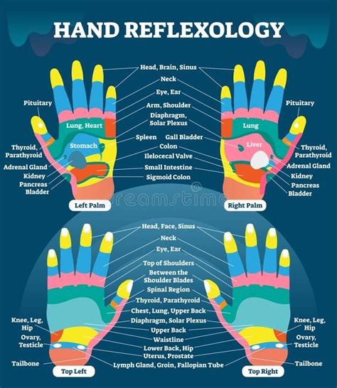 Hand Reflexology Massage Therapy Medical Vector Illustration Chart Human Well Being System