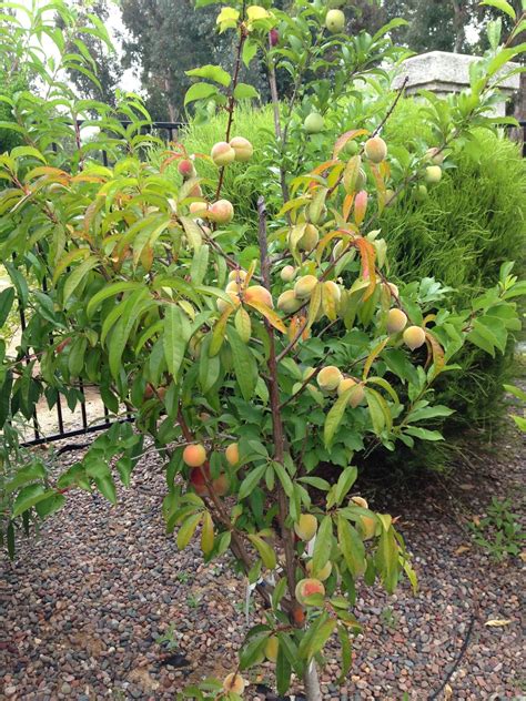 Guava trees produce a profusion of white flowers in spring, and fruit usually ripens in summer. California Dreaming: Father's Day and Misc