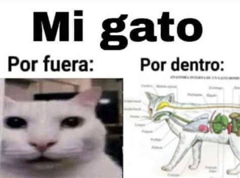 Top 148 Imagenes De Memes De Gatos Destinomexicomx