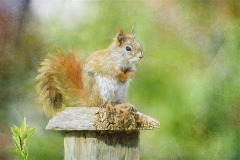 Spring Squirrel Digital Art By Terry Davis Fine Art America