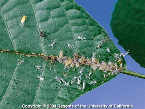 Walnut Insect Mite And Nematode Pests Fruit And Nut Research