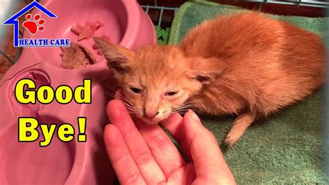 Rescue Dying Baby Kitten On Street Little Kitten Phoenix Whole Story