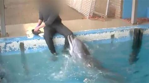 sex act on dolphin shocking video from dolphinarium in netherlands the courier mail