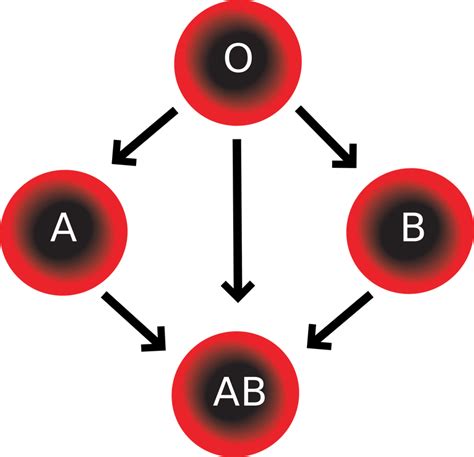 Blood Components Blood Types And Blood Splatter