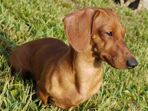 Wiener Dog Wallpapers Wallpaper Cave