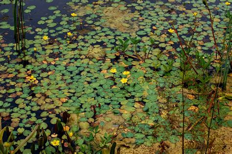 Nymphoides Peltata Fringed Water Lily 01 Plants In H Flickr