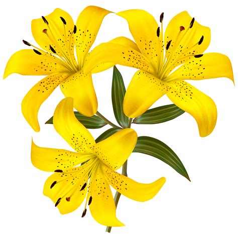 Download transparent easter png for free on pngkey.com. Yellow Lilies PNG Clipart Picture | Gallery Yopriceville ...