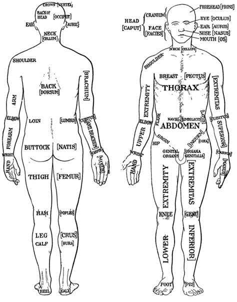 In human biology/ anatomy we have three body position recognized for study purpose. Anatomical Position - essentials of anatomy and physiology
