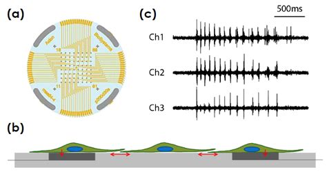 Multiplexed Cell Based Assay Of Neuronal Structure Function For