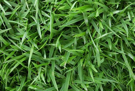 Jenis rumput sintetis selanjutnya kali ini adalah jepang. 8 Jenis Rumput Taman yang Paling Bagus untuk Digunakan di ...