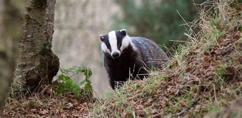 Defra To End Badger Cull From 2022 Cieem