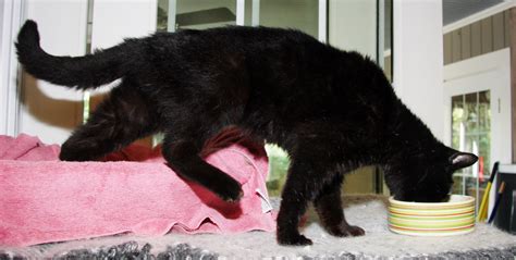 Chérie A Stunning Black Cat Has Striking Black Whiskers Wakefield