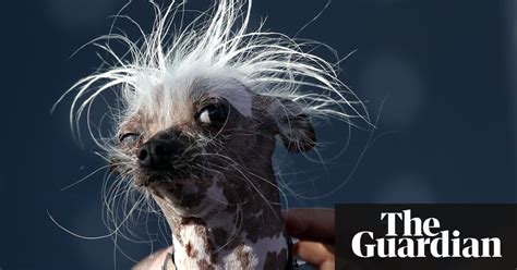 The Worlds Ugliest Dog Competition 2017 In Pictures World News