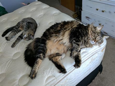 The maine coon is known for its good and steady temper, and is often called the gentle giant. Size comparison of my Maine Coon to my American Shorthair ...