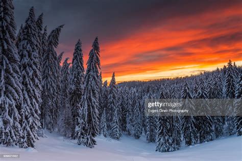 Rhodope Mountains Bulgaria January 2012 Red Sunrise Over Snowy Pine