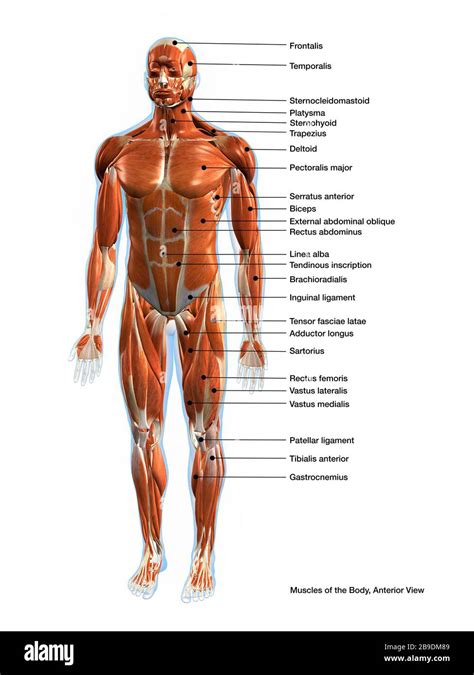Front View Medical Chart Of The Muscular System Of The Male Human Body