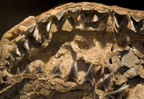 New Ancient Shark Species Gives Insight Into Origin Of Great White The Archaeology News Network