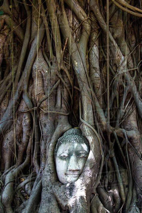 Buddha Head In A Tree Historic City Of Ayutthaya Thailand Stock