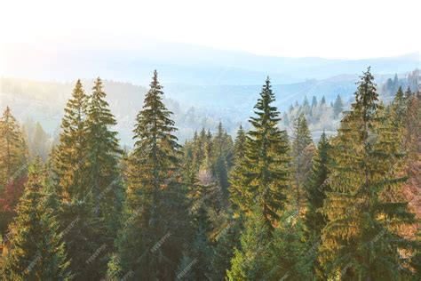 Premium Photo Majestic Pine Tree Forest At Autumn Mountain Valley