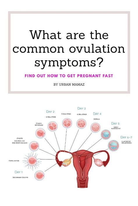 Signs And Symptoms Of Ovulation And Fertilization