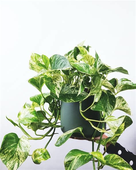 The Complete Golden Pothos Care Guide Houseplant Resource Center