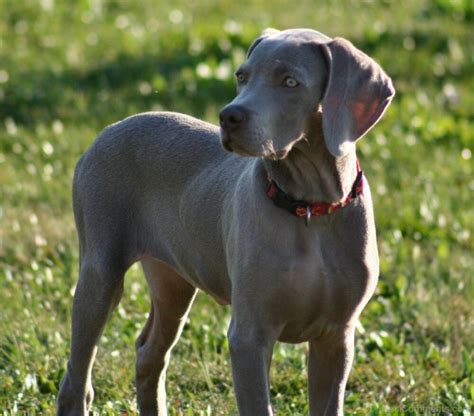 Picture Of Weimaraner Dog Desi Comments