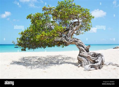 Eagle Beach Aruba Divi Tree Hi Res Stock Photography And Images Alamy