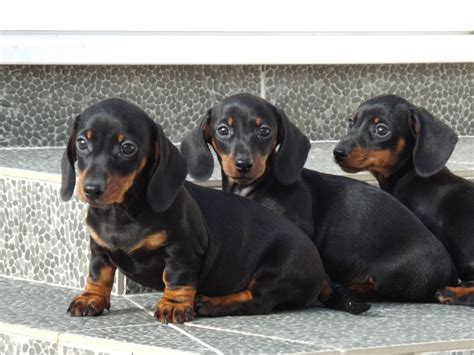 Click here to see litter box, photographs of puppies and more details. Miniature Dachshund puppies PRA Clear 1 BOY LEFT | Llanelli, Carmarthenshire | Pets4Homes